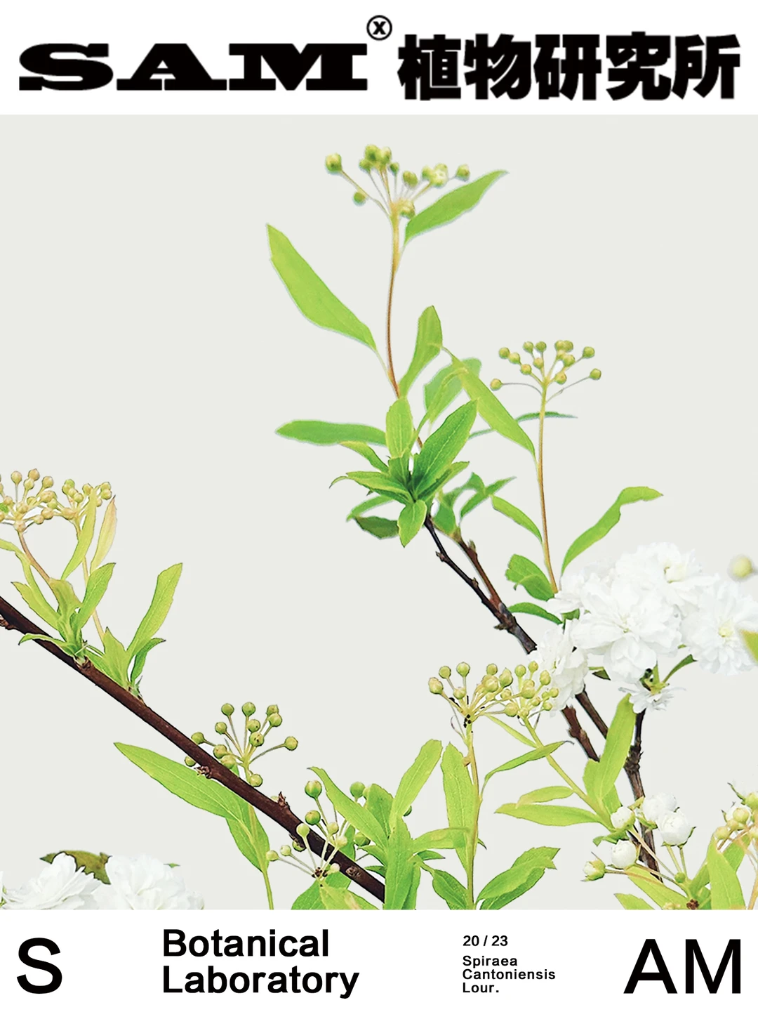 重瓣小手球｜Spiraea Cantoniensis.