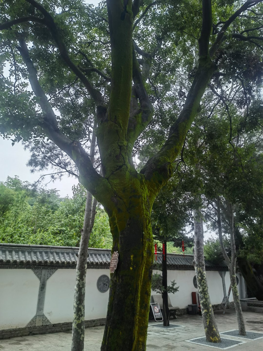 西安最近雨水多，蓝田水陆庵的朴树，树干已经被苔藓包围。此时节的朴树，绿...