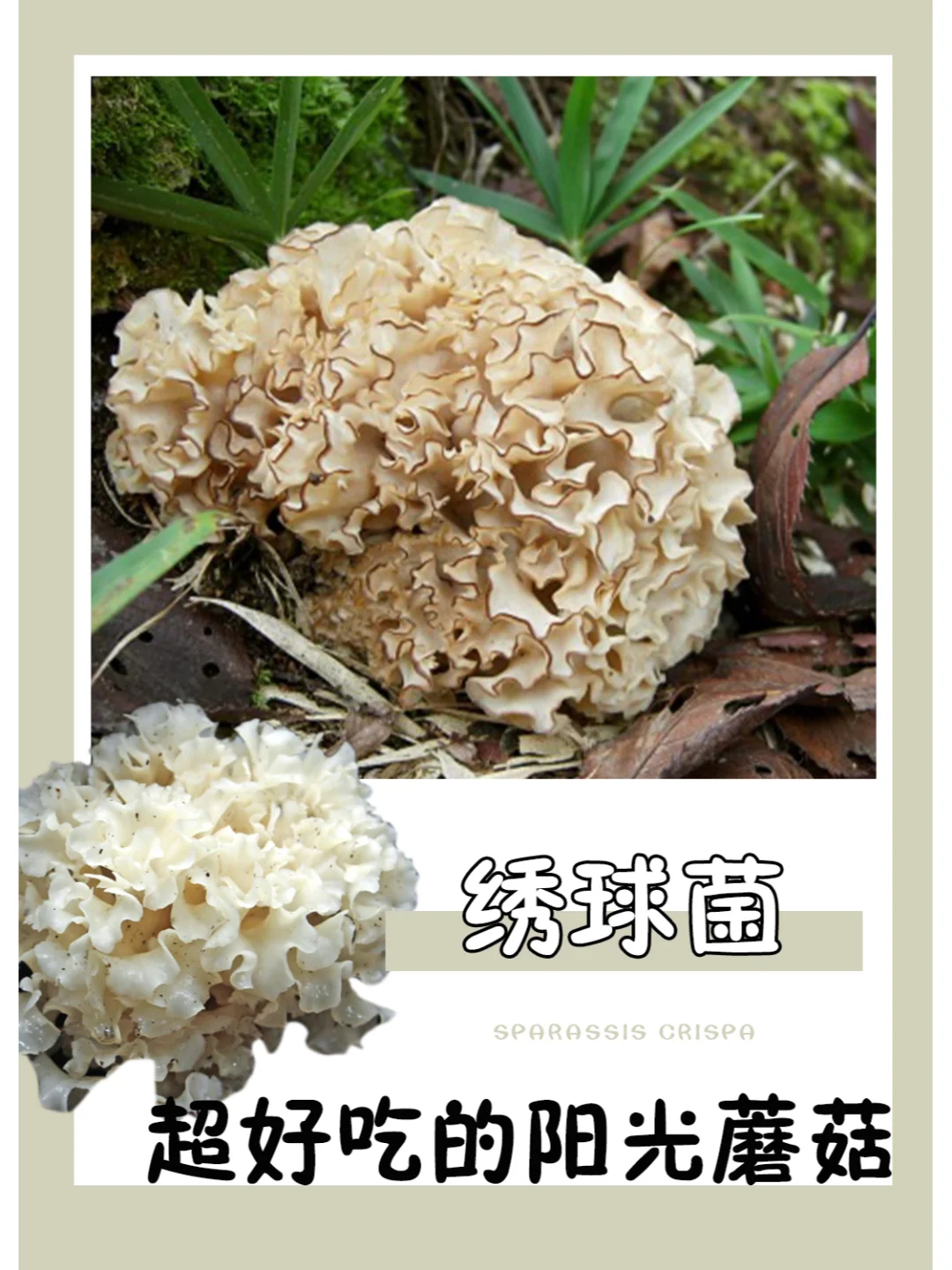 菌界绣球花，用颜值和美味征服你😋