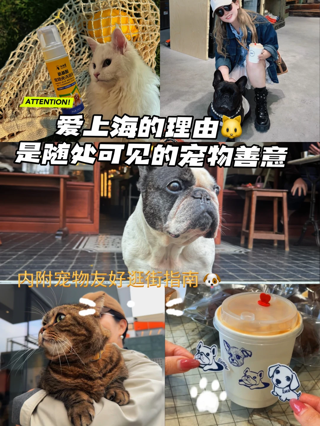 上海治愈底色｜这座城市永远温柔善待毛孩子