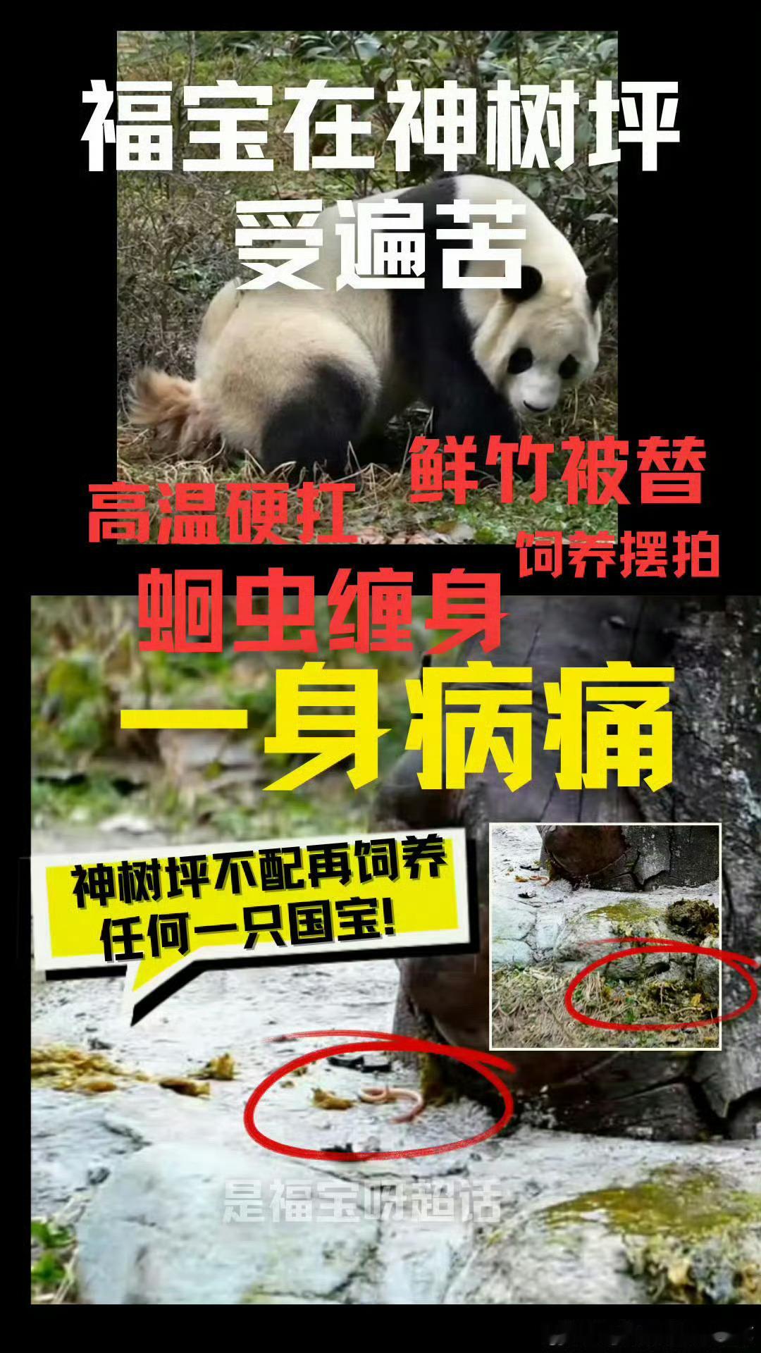 别只在镜头前空谈理论了！有感于——福宝饲养员王静在成长吧大熊猫节目中接...