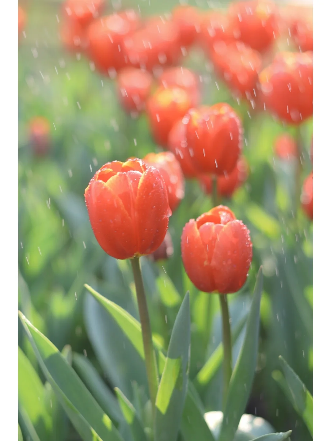 小红一下/比玫瑰更浪漫的是郁金香🌷