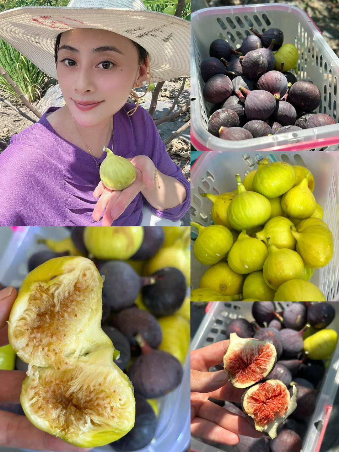 苏州第一次采无花果好甜