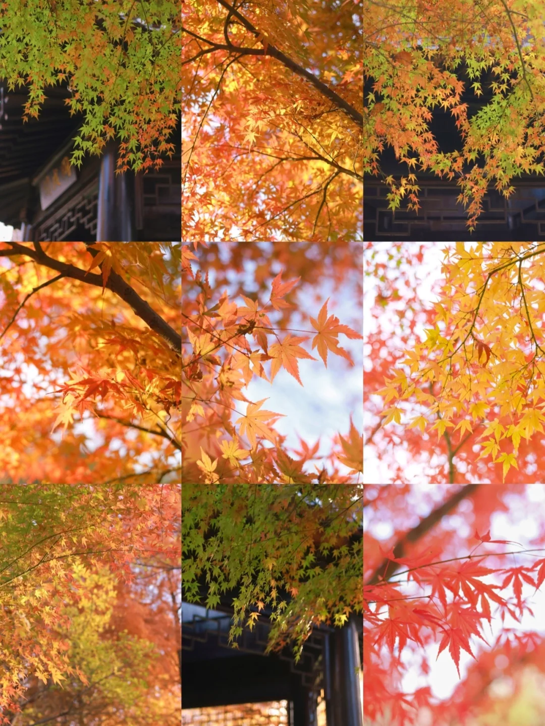 不是京都！90%武汉人不知道的宝藏赏枫地