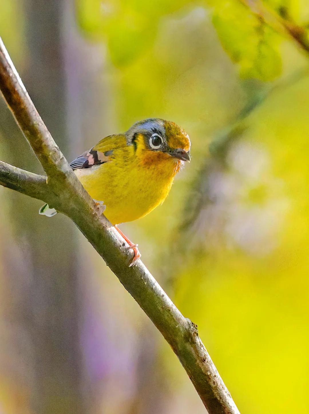 卡通大眼仔：栗喉鵙(jú)鹛(méi)