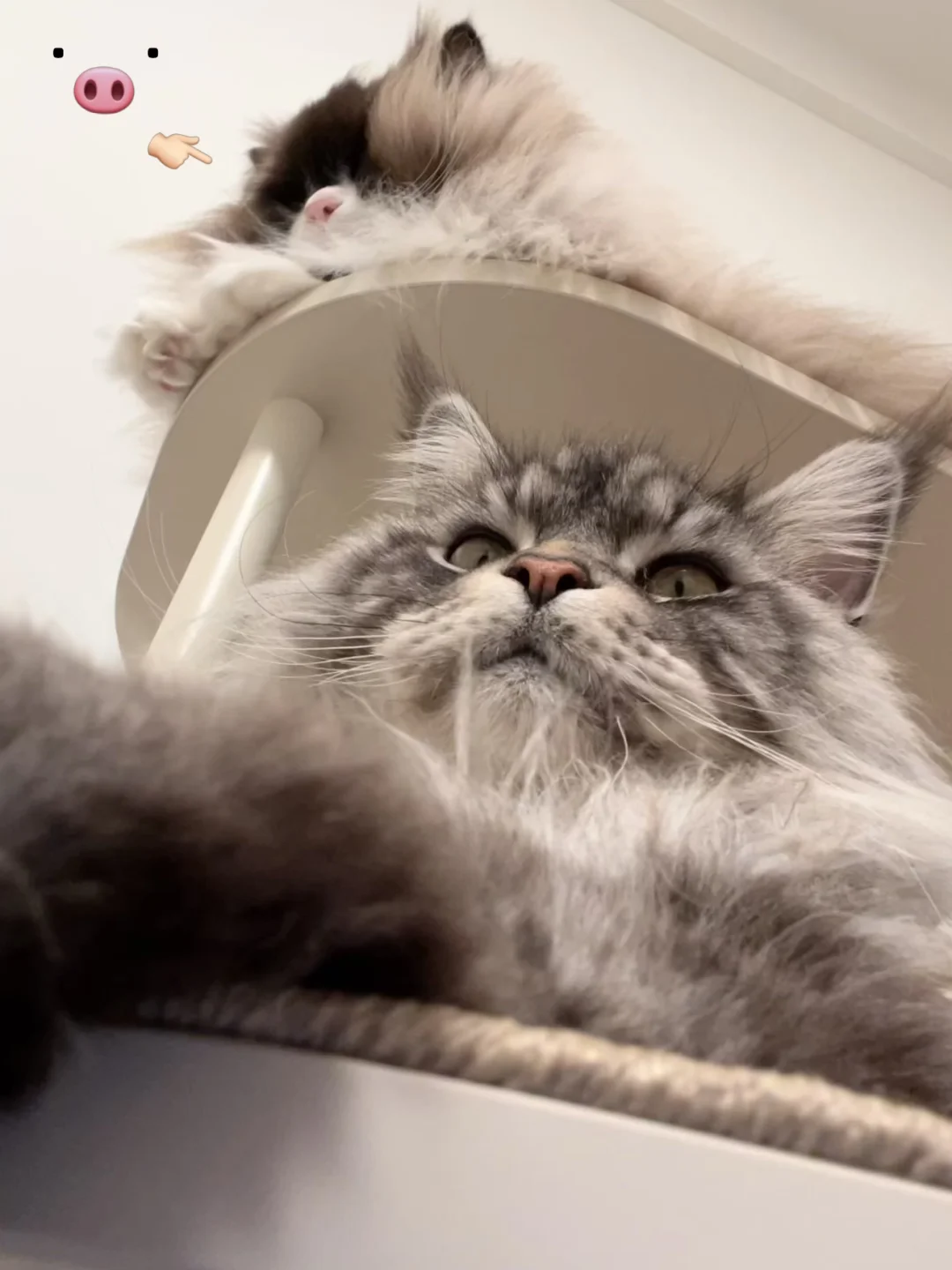 上铺怎么是只小猪🐽