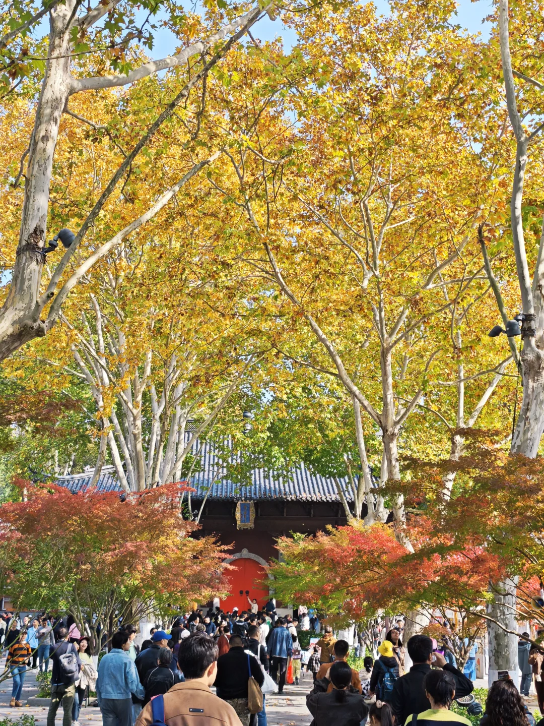 📆南京赏秋进度播报！11.17-11.23推荐