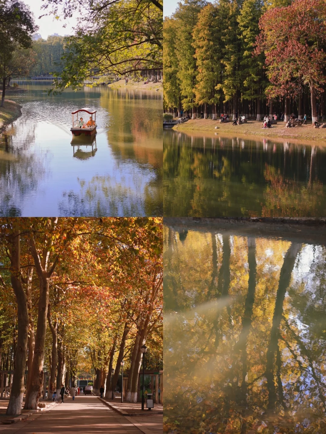 武汉绝美秋景/走进莫奈秋天里的风景画🍁