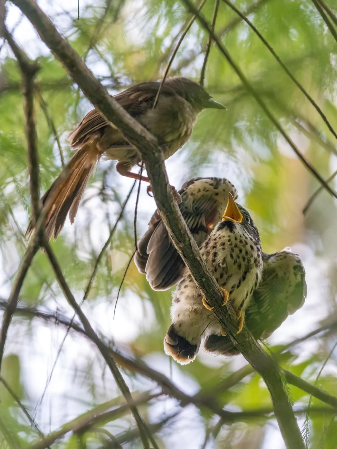 鹰鹃宝宝和它的大冤种父母🤣