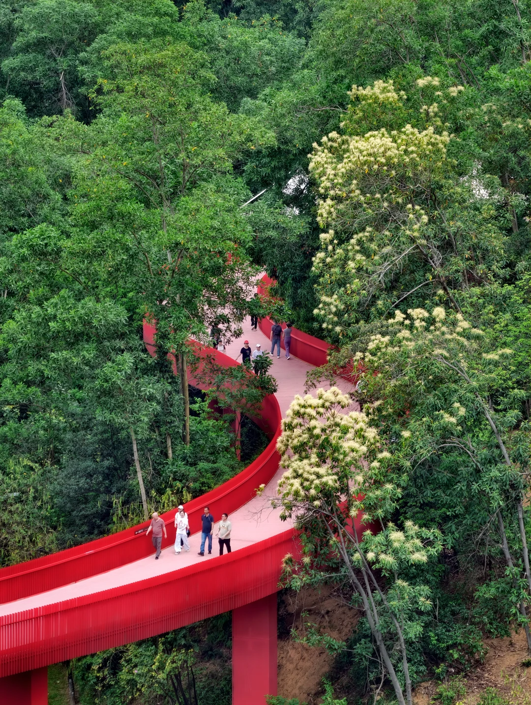 深圳citywalk|半城半山六园连穿赏花🌸