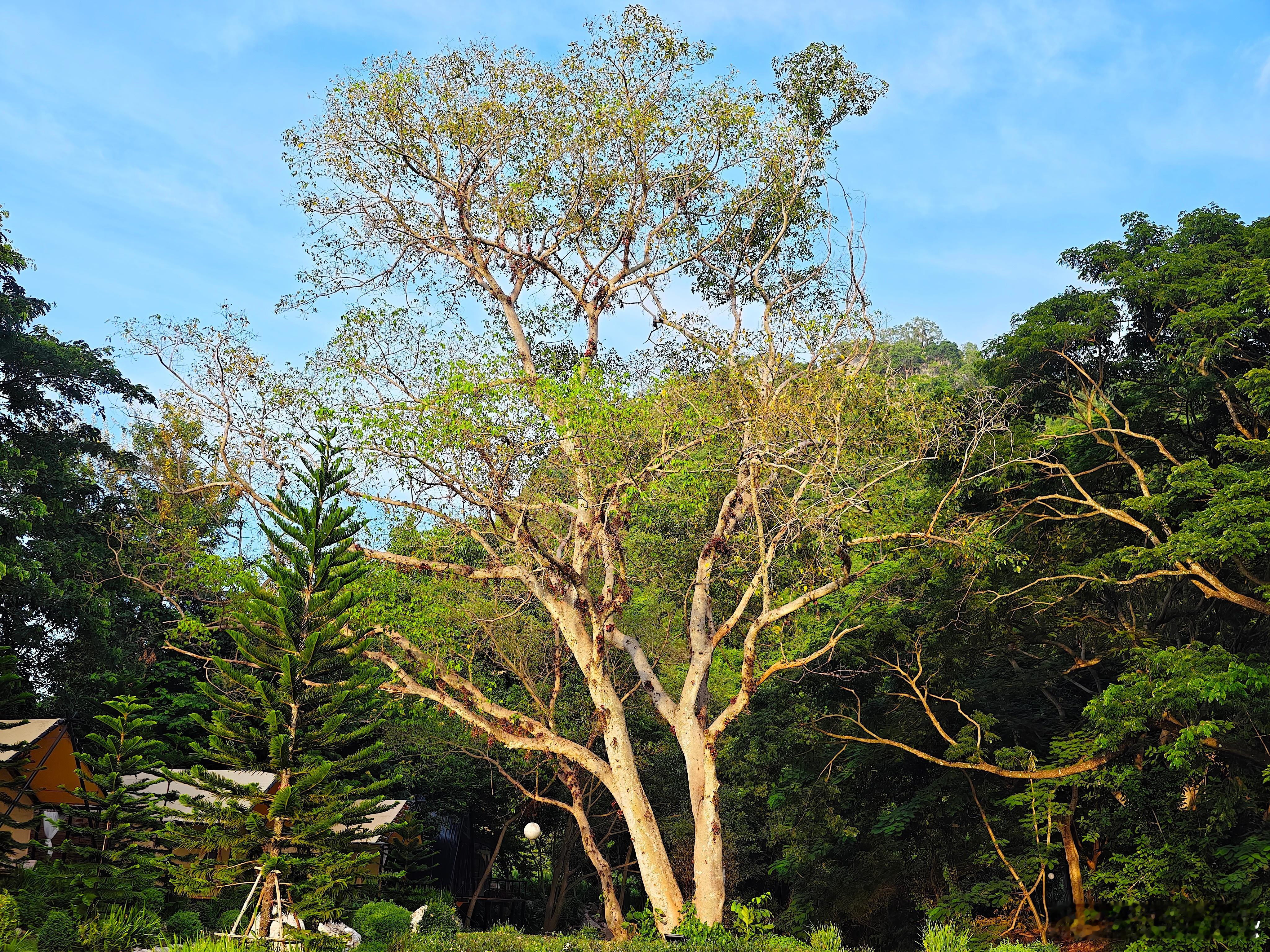 泰国房车露营(Next Story Cafe & Camp Khaoyai)是从曼谷出发考艾的优质露营地选择，交通便利，无需长途跋涉，远离城市喧嚣、呼吸新鲜空气的理想去处。这里整体氛围自然舒适，设有大量休闲放松区域与充足拍照空间，场地宽敞。
傍晚订一套泰式经典烤肉，安静度过一整晚。。
#泰国亿利地产旅行
#泰国房车 ​