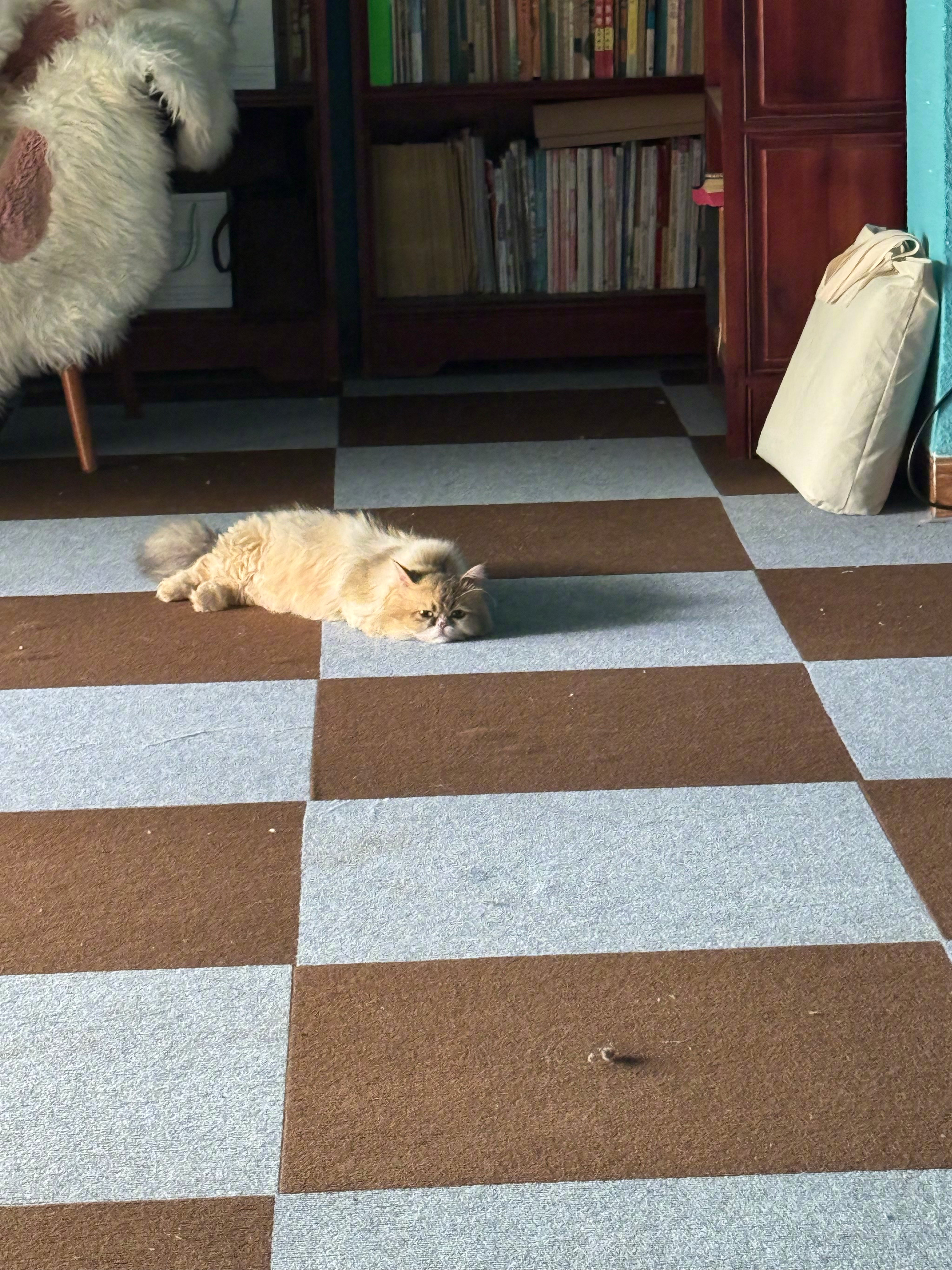 这只猫叫小七，带着抑郁症来的。【要知道它的来历，请看最后两幅截图。】希...