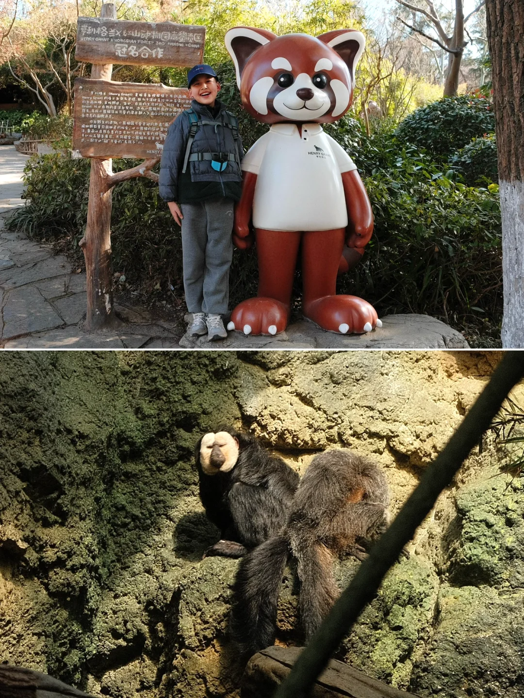 好天气和红山动物园蕞配！动物都粗来晒太阳
