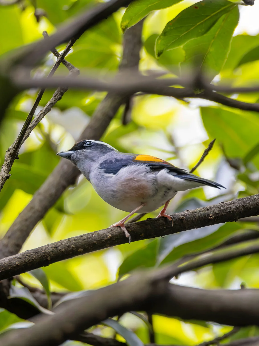 意外遇见一只胖胖的红翅鵙鹛