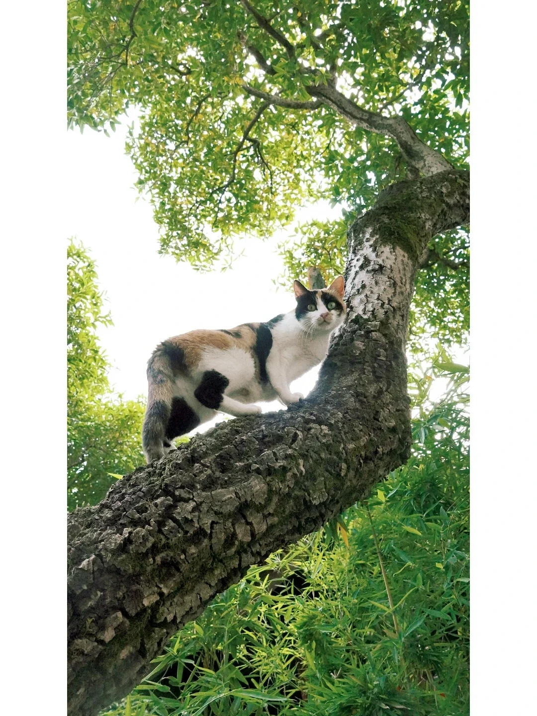 苏州园林猫 |偶遇网师园的三花🐱
