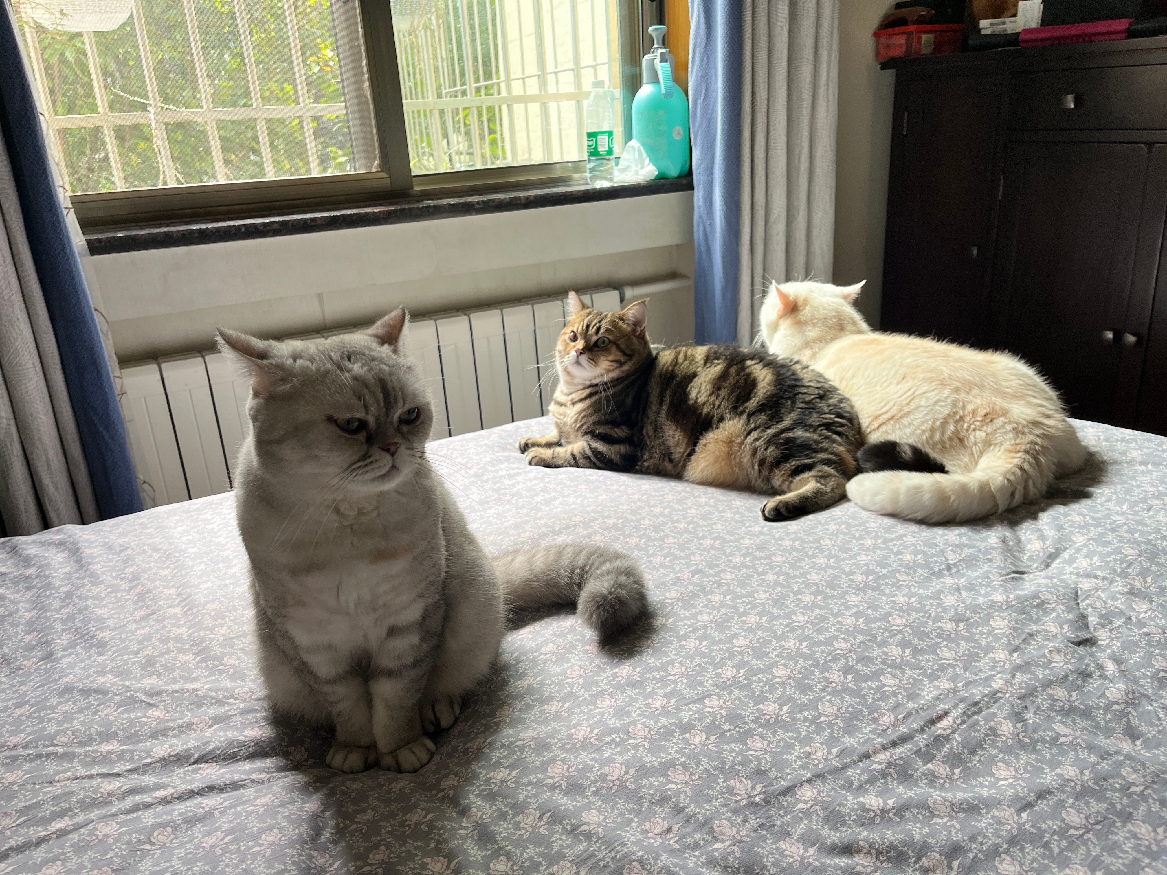 美加墨有英格兰三猫军团 我们家里也有三猫🐱[doge] ​​​