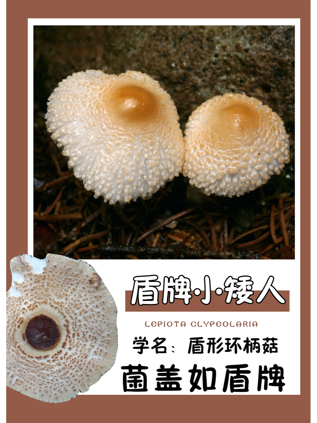 秋季很常见的一种野生菌