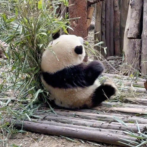 熊猫守护者  如果你不握紧拳头，你就不知道你力量到底有多大；如果你不咬...