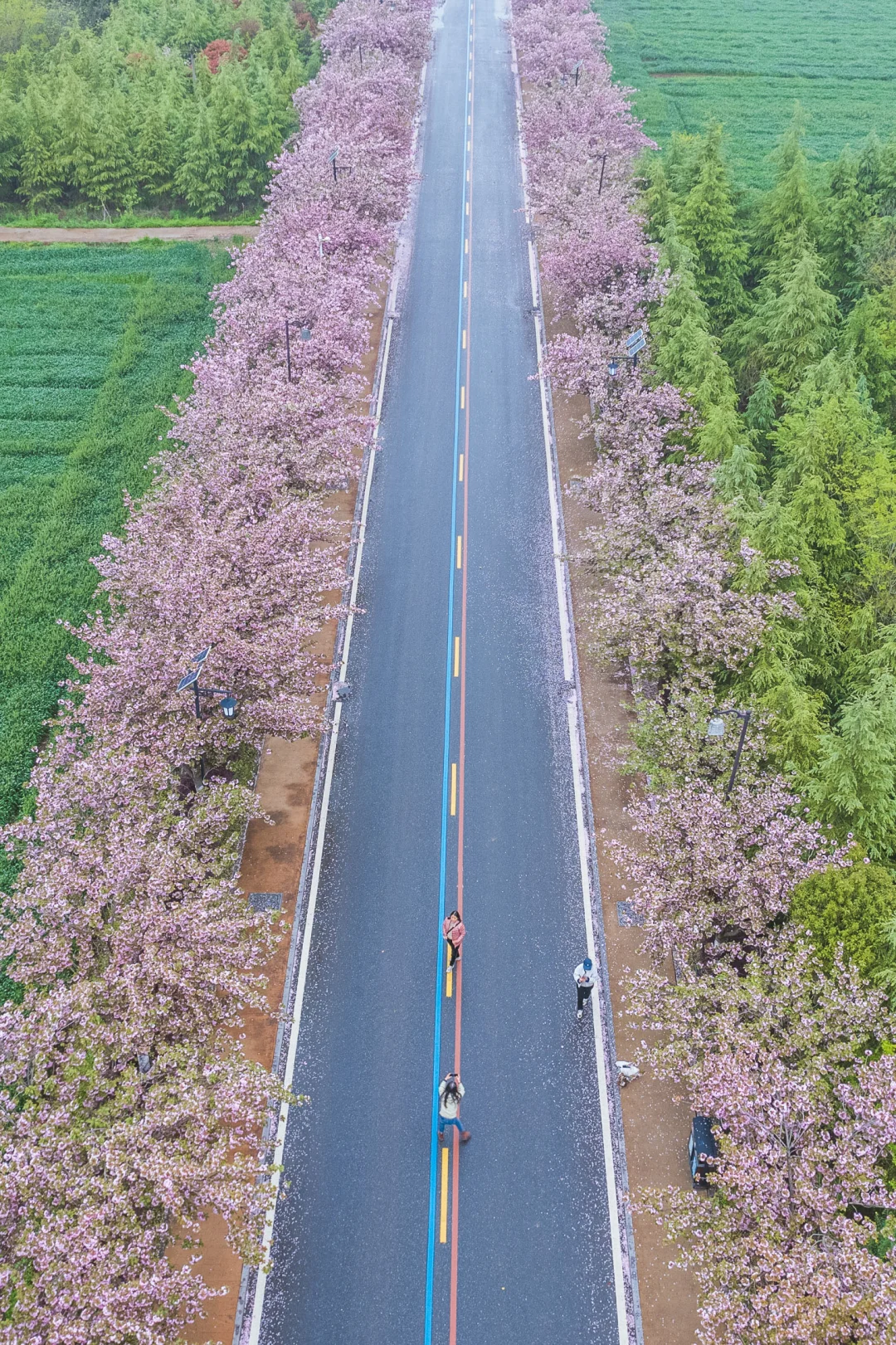 南京出发半小时，发现一条绝美樱花彩虹路