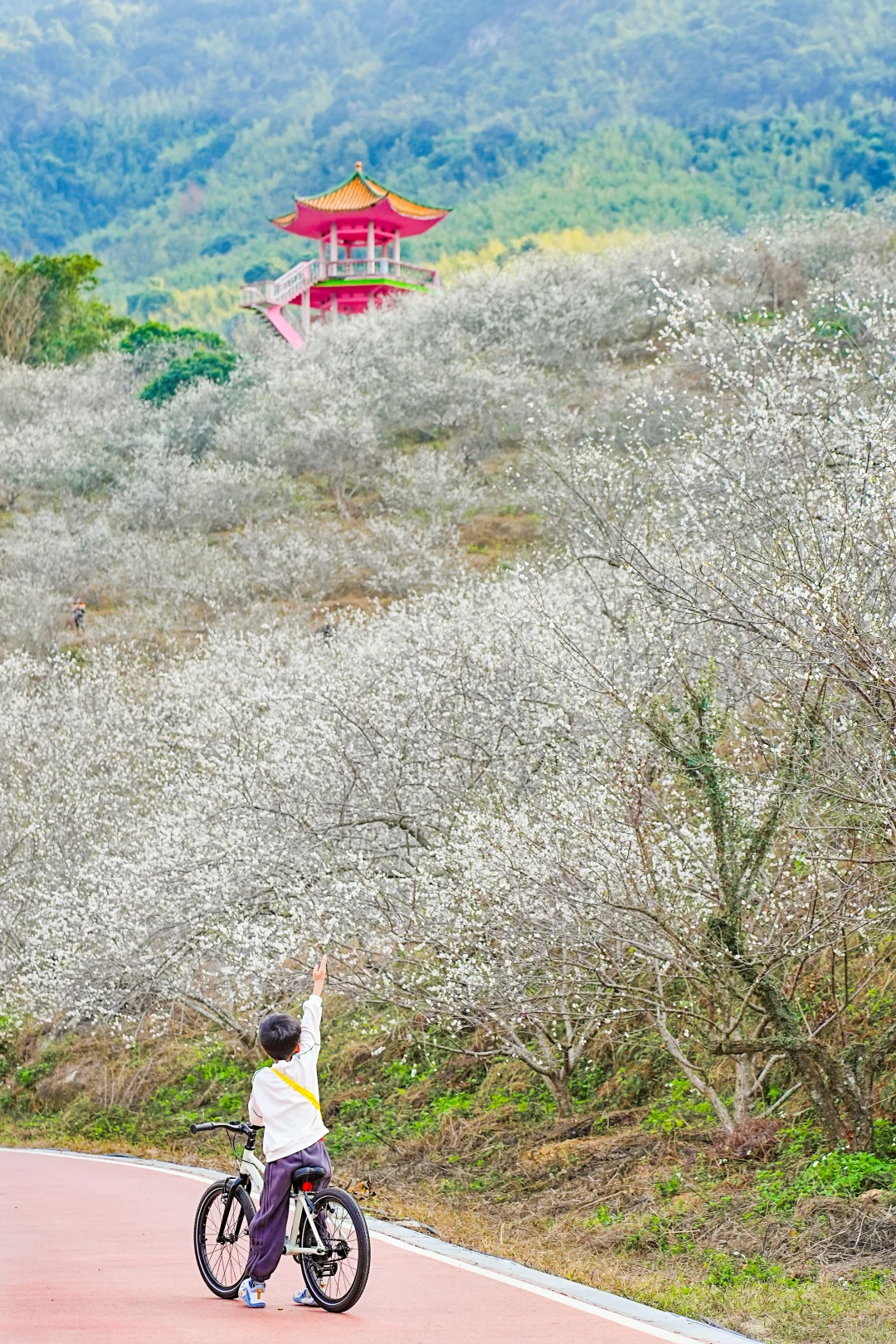 12.24实拍📸接下来从化这条绿道要杀疯了