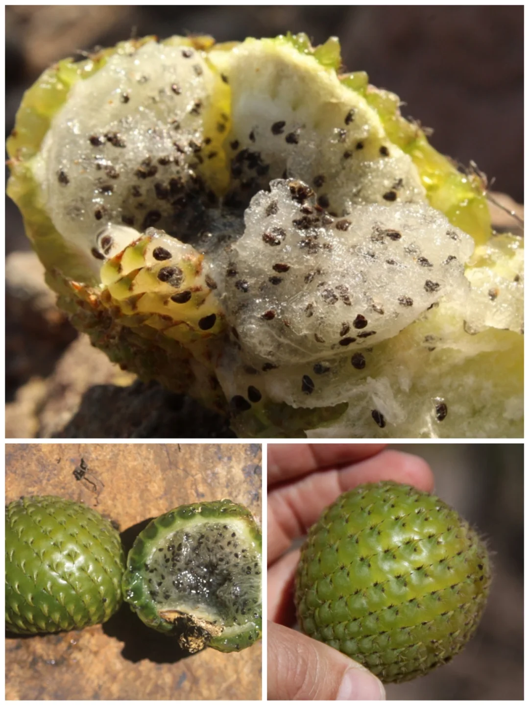 南美仙人掌水果copao