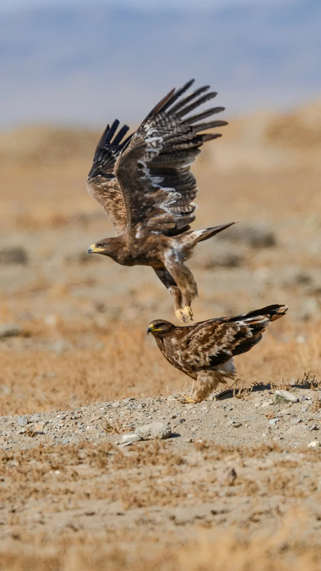 这算不算大鹏展翅，雄鹰展翅？