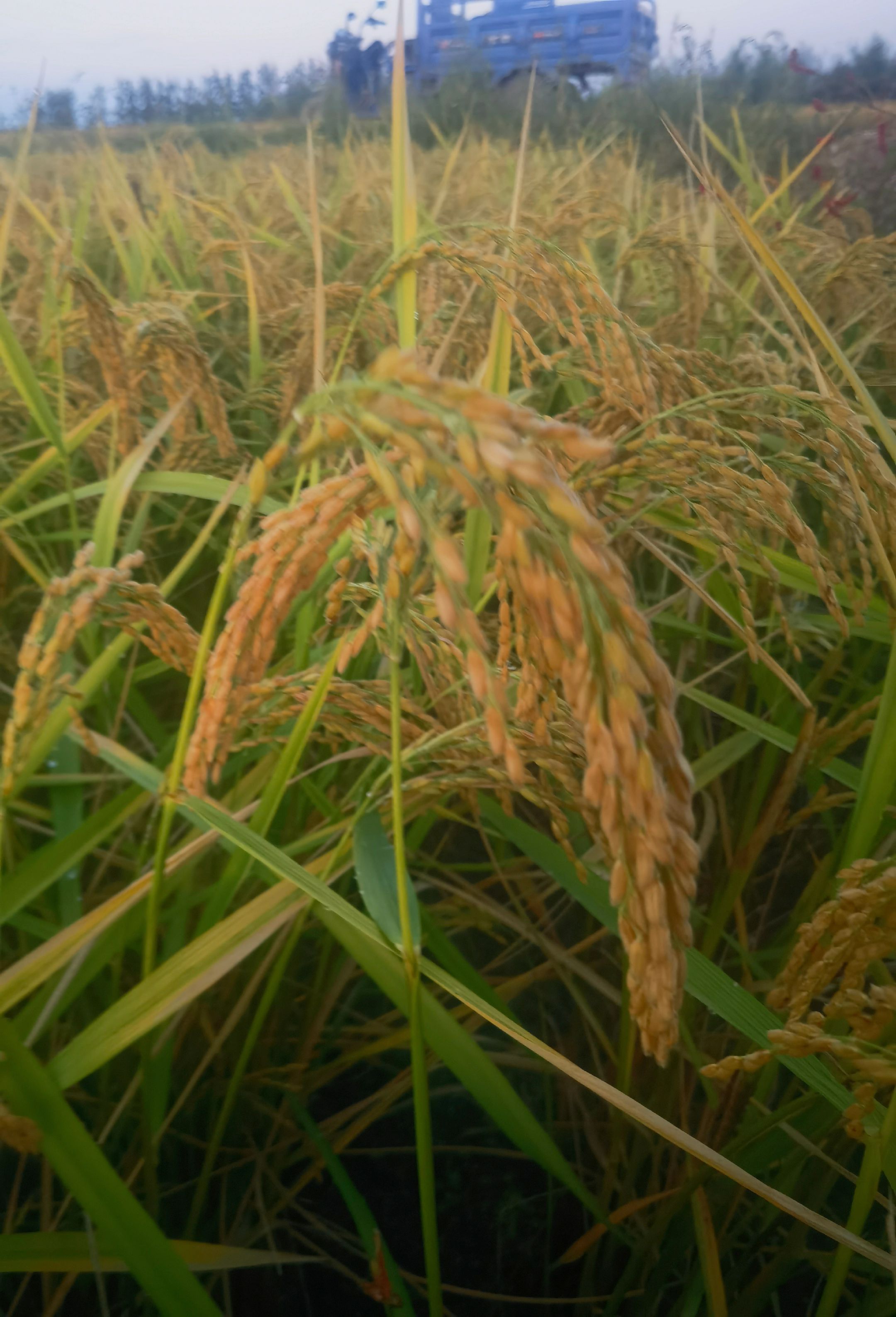 <p>清纯美女 <!--{img:0}--></p><img src=...