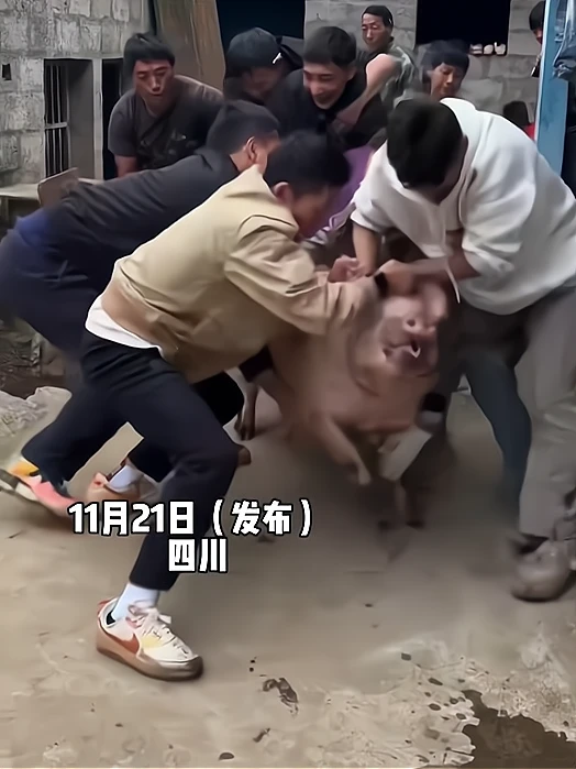 疯了！重庆女孩喊人帮按年猪，竟引来3000人