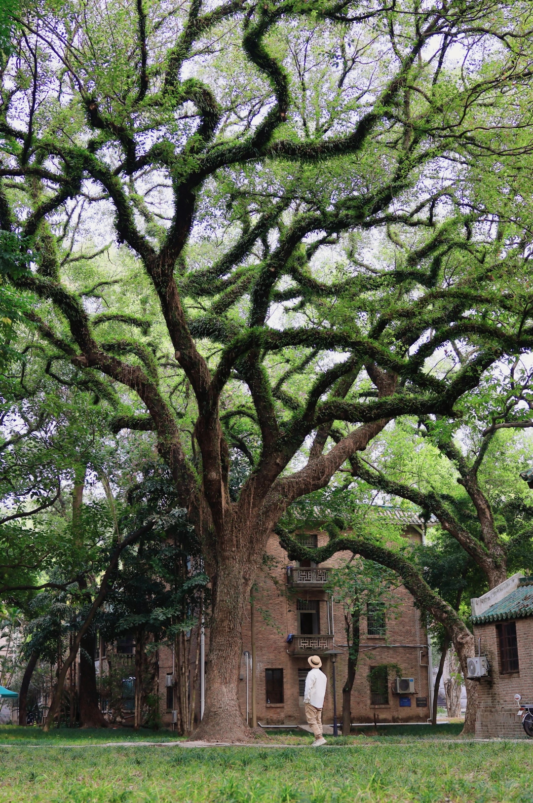 “人类为何如此迷恋绿色”