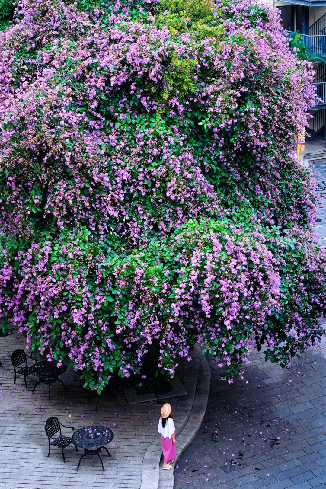 又被花城广州惊艳到了💐瀑布般的一树繁花
