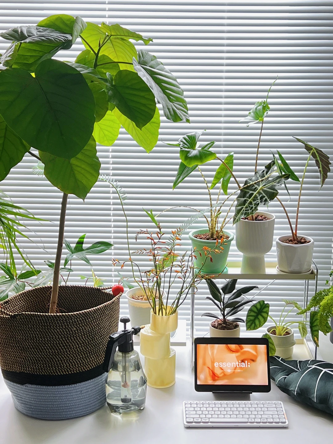 买植物上瘾呀❗️家里植物角太美太独特