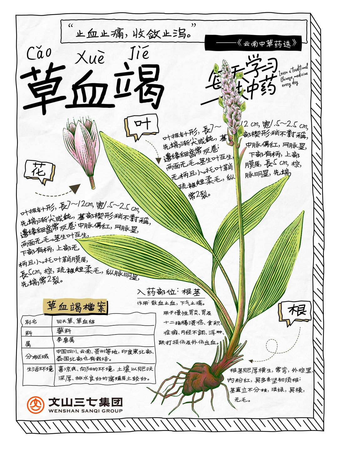 👉🏻每天学习一味中药｜草血竭