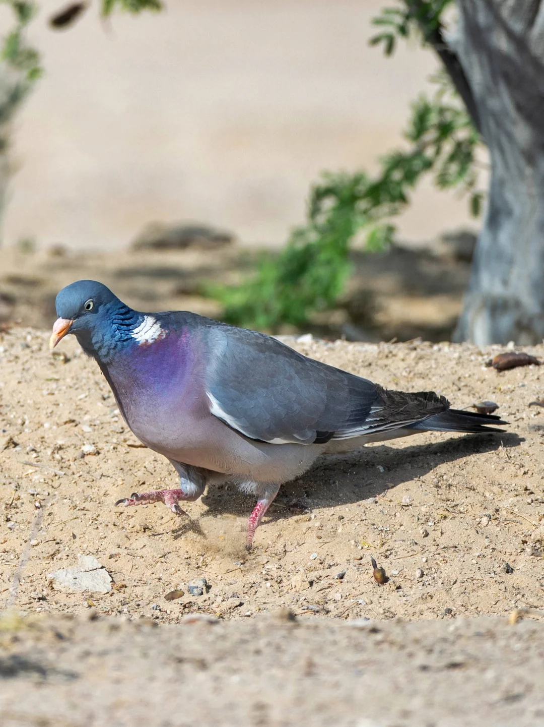 国内稀有的斑尾林鸽，颜色挺高级
