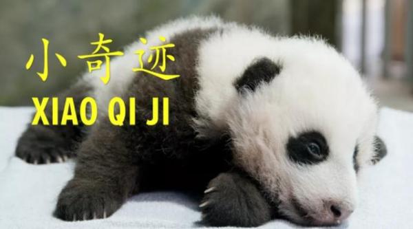 美國國傢動物園再次關閉, 但通過網絡攝像頭分享熊貓幼崽“小奇跡”的近況-圖2
