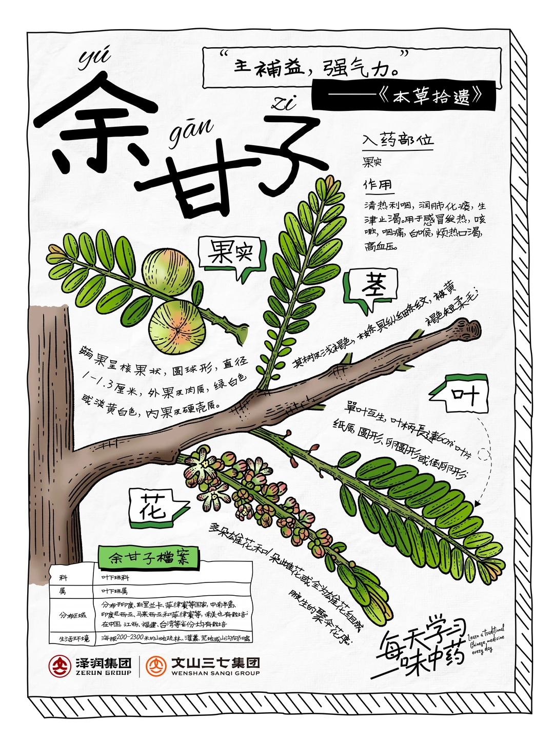 👉🏻每天学习一味中药|余甘子