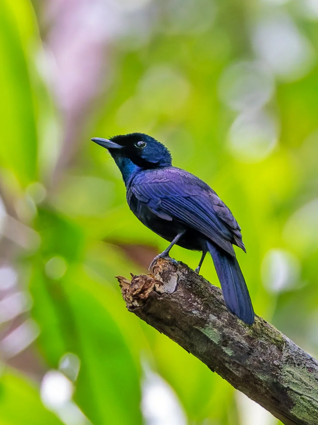 第一眼全黑，第二眼闪光