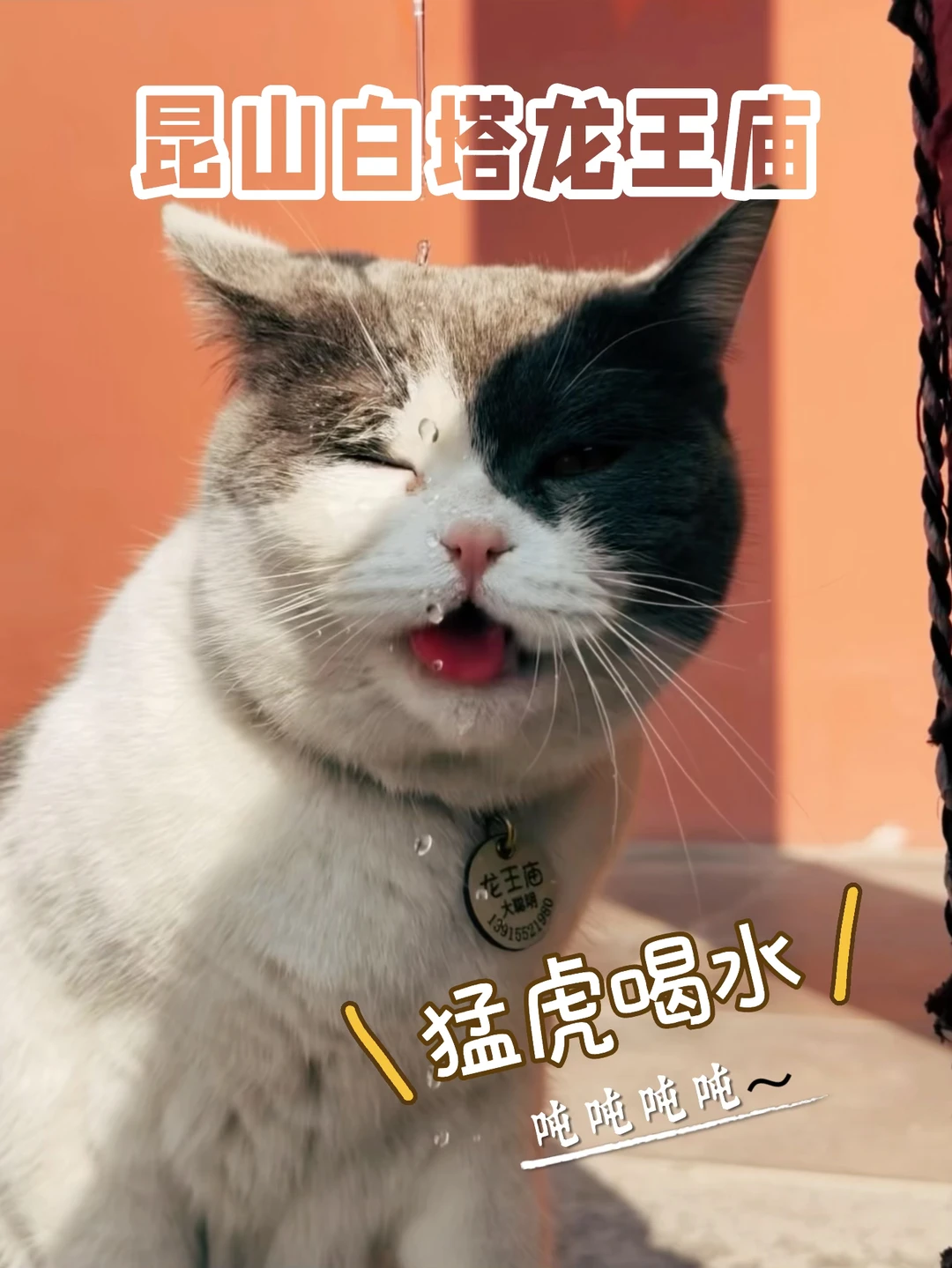 153.昆山白塔龙王庙，拍到一只“猛虎喝水”🐯