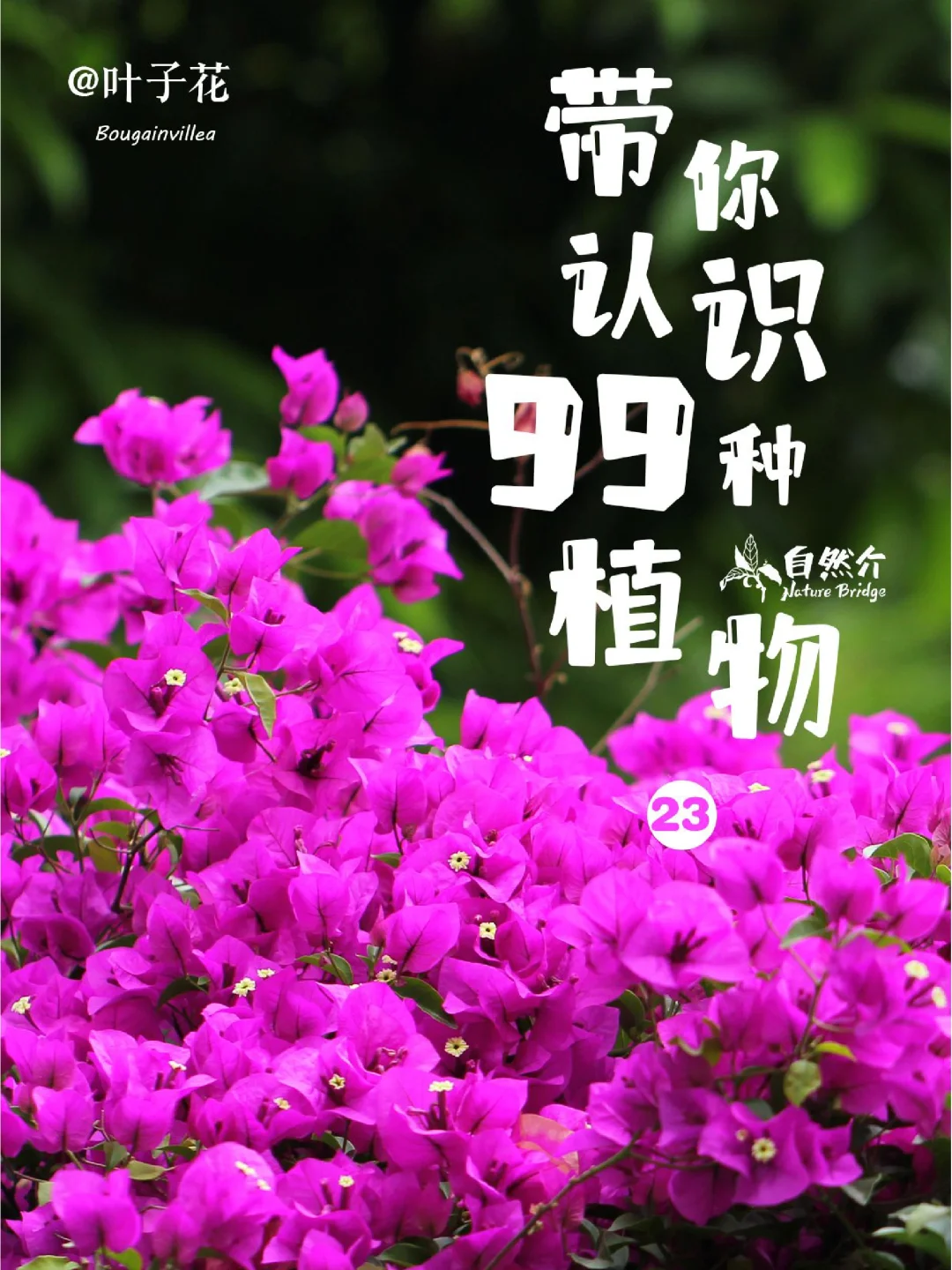 带孩子认识99种植物