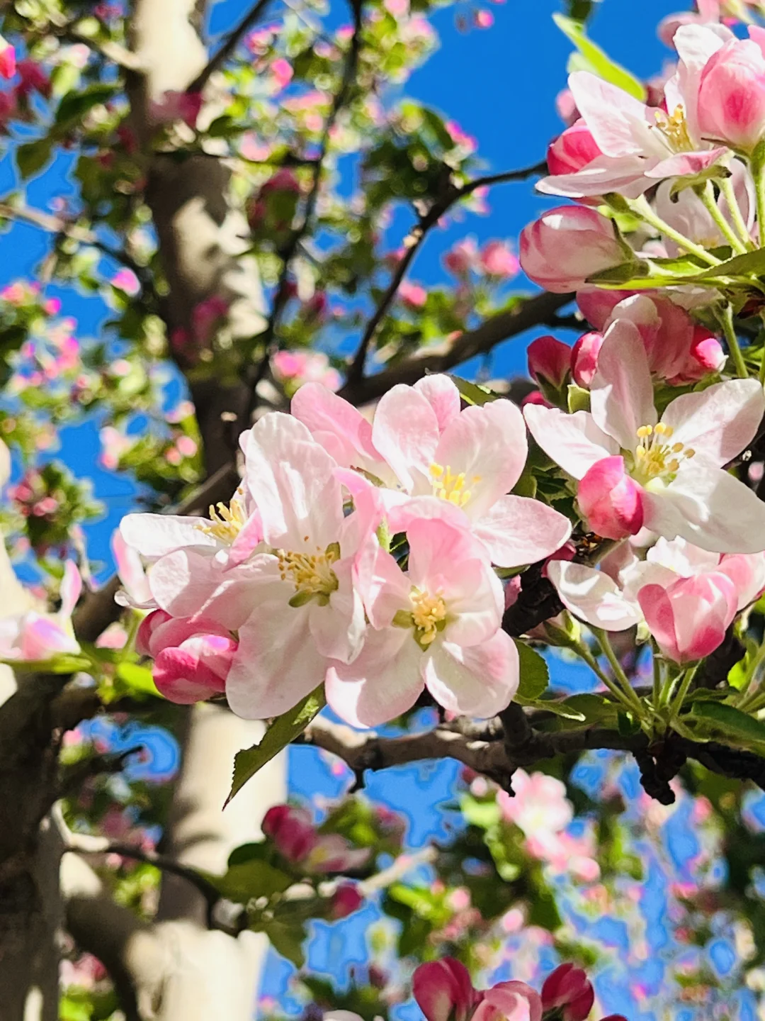 4.1实况❗元大都花溪海棠初开🌸