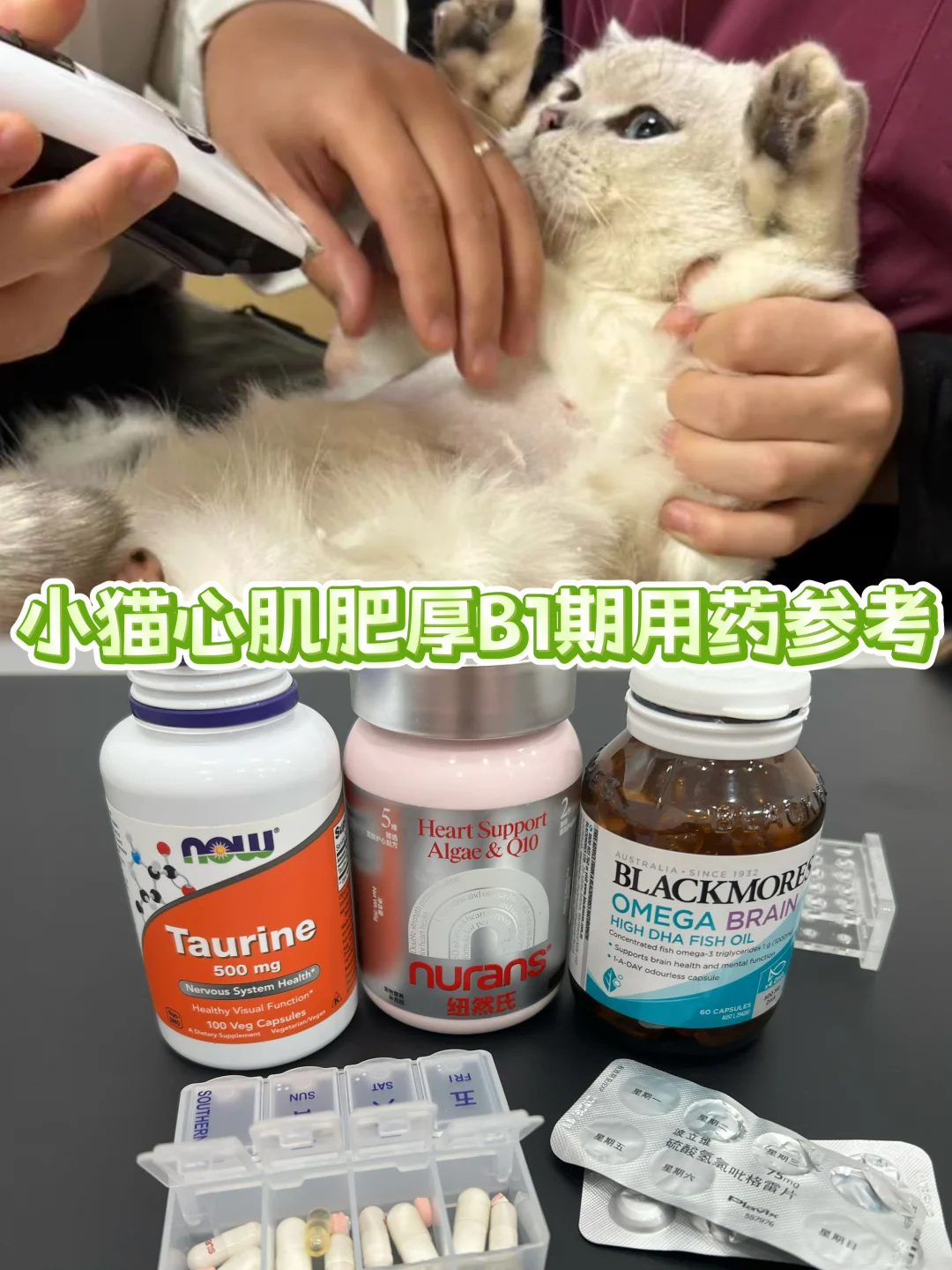 小猫心肌肥厚B1期用药参考
