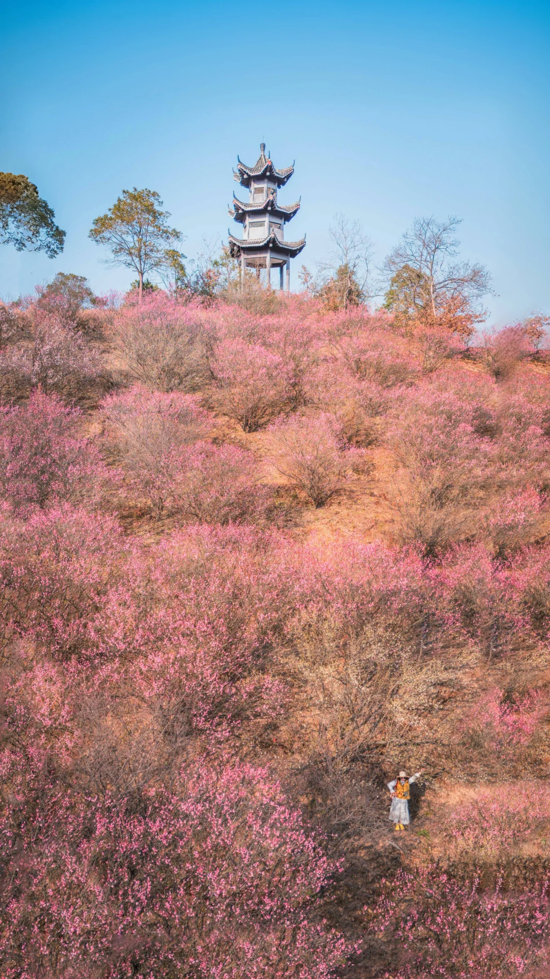 🌸武汉1h❗️我找到了梅香漫山的浪漫！附攻略