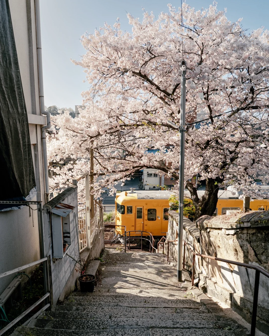 “樱花盛开的春天”