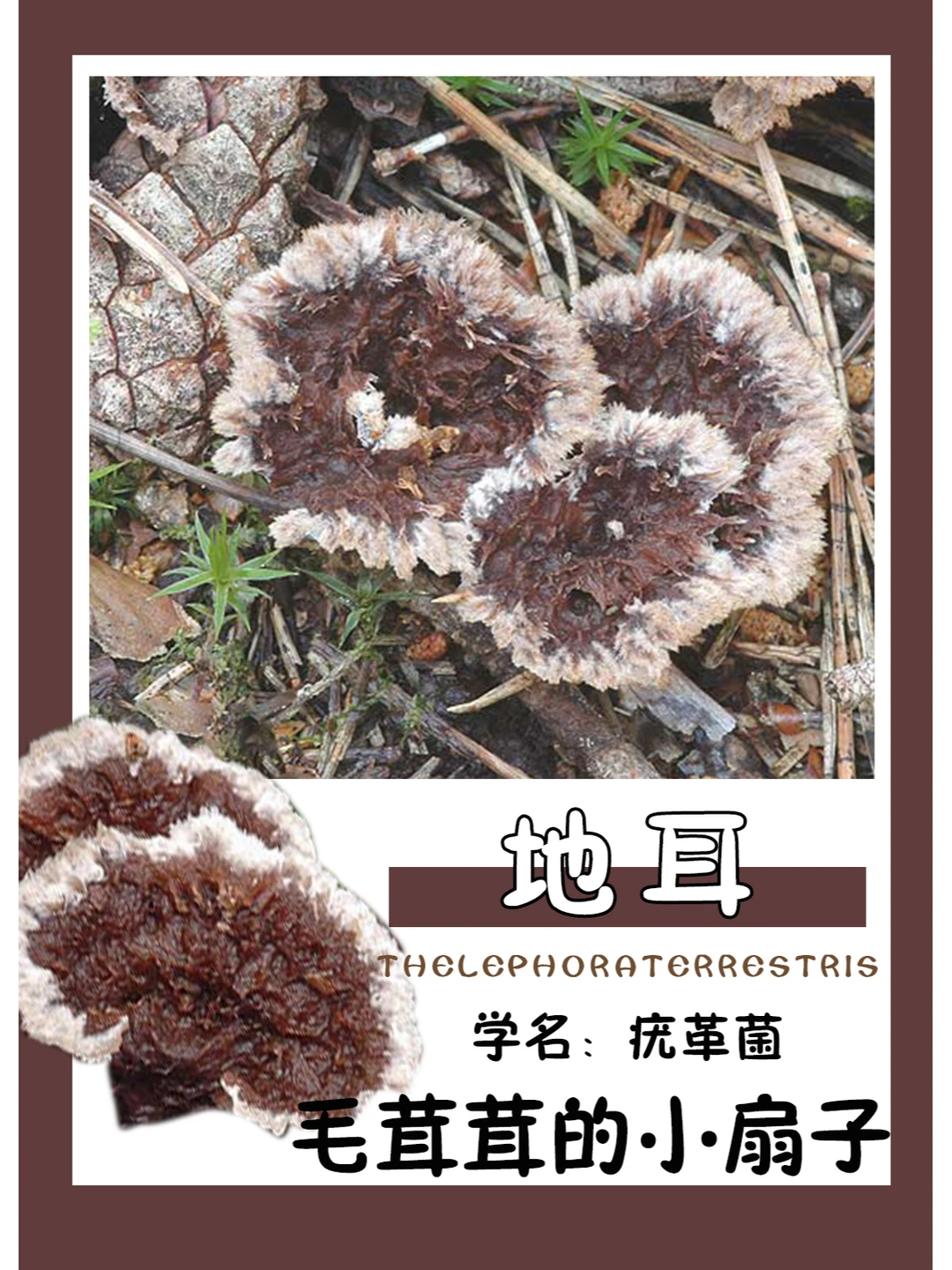 自带流苏的小扇子