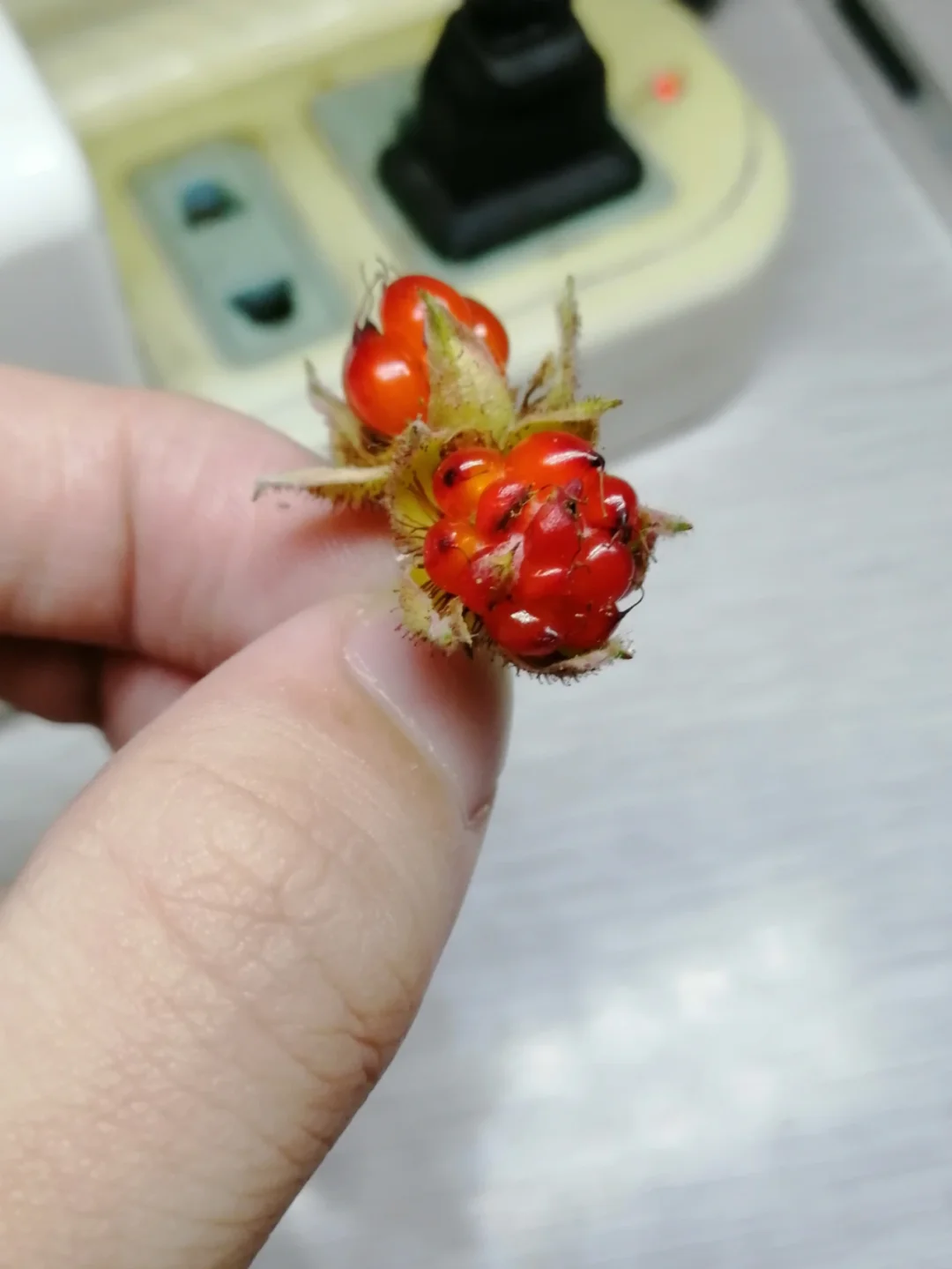 茅莓，只可远观不可浅尝！