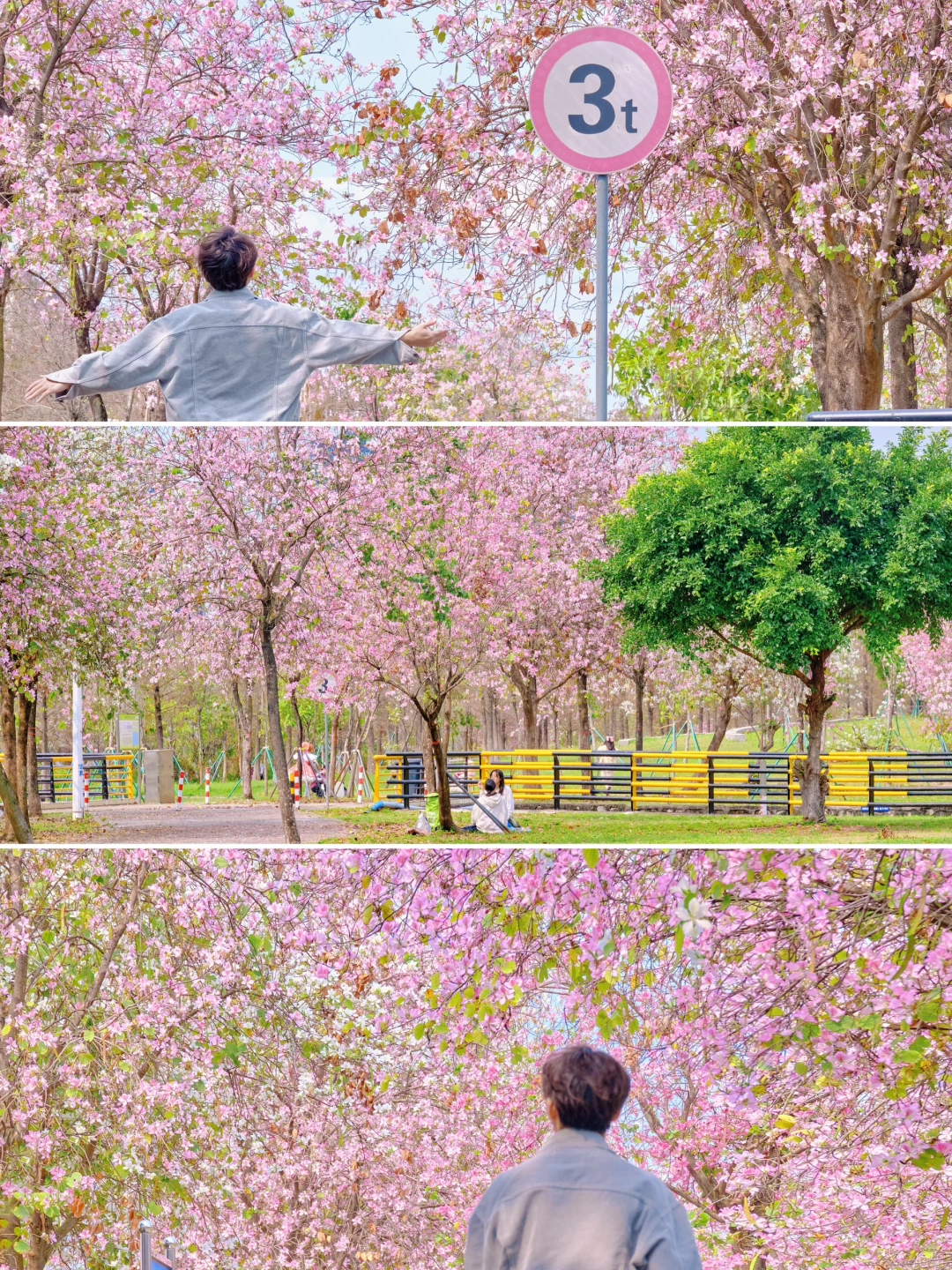 在广州🌸这个临江盛放的紫荆花简直美到犯规