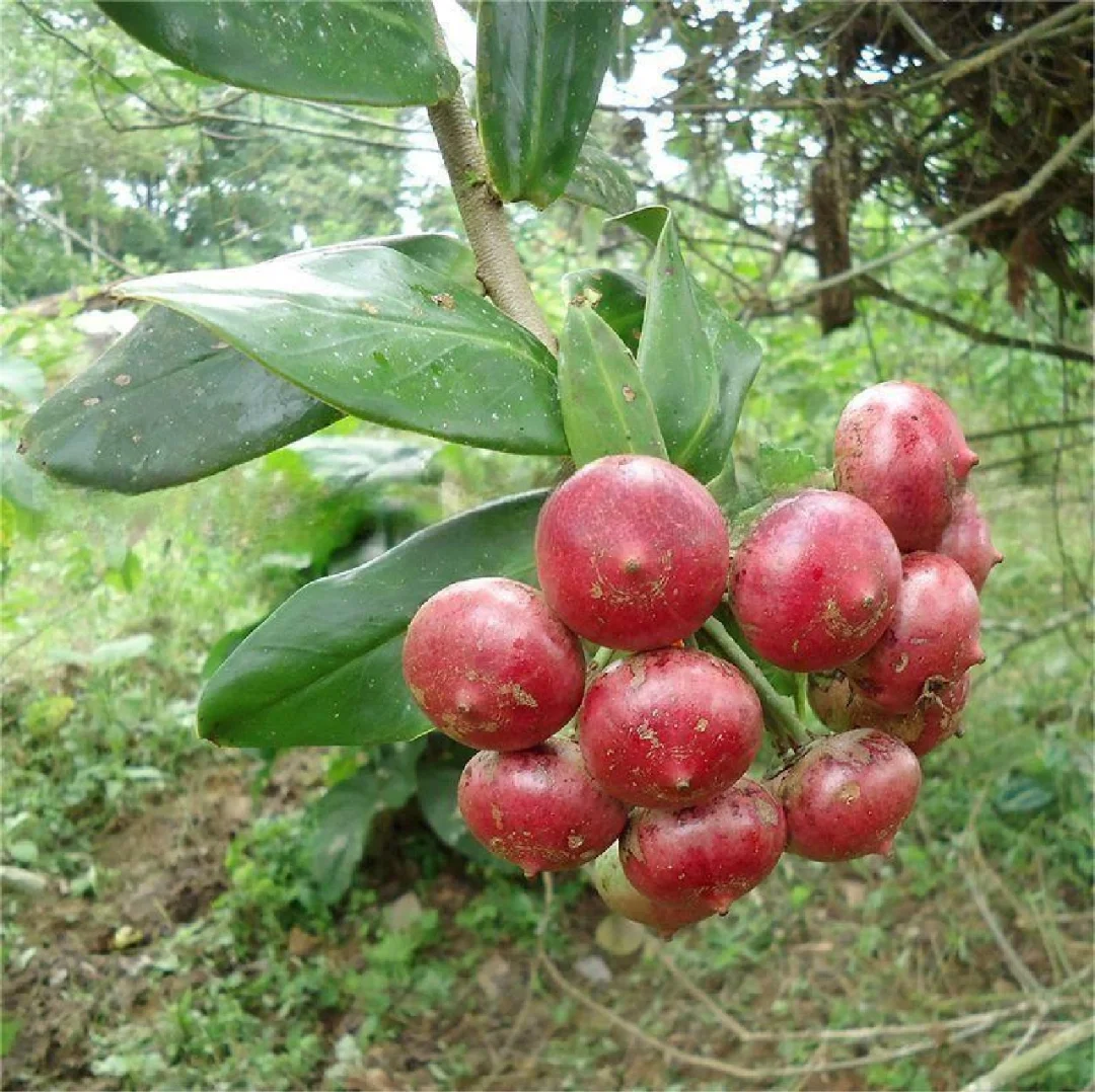 美洲藤蔓野果Marcgraviastrum subsessile