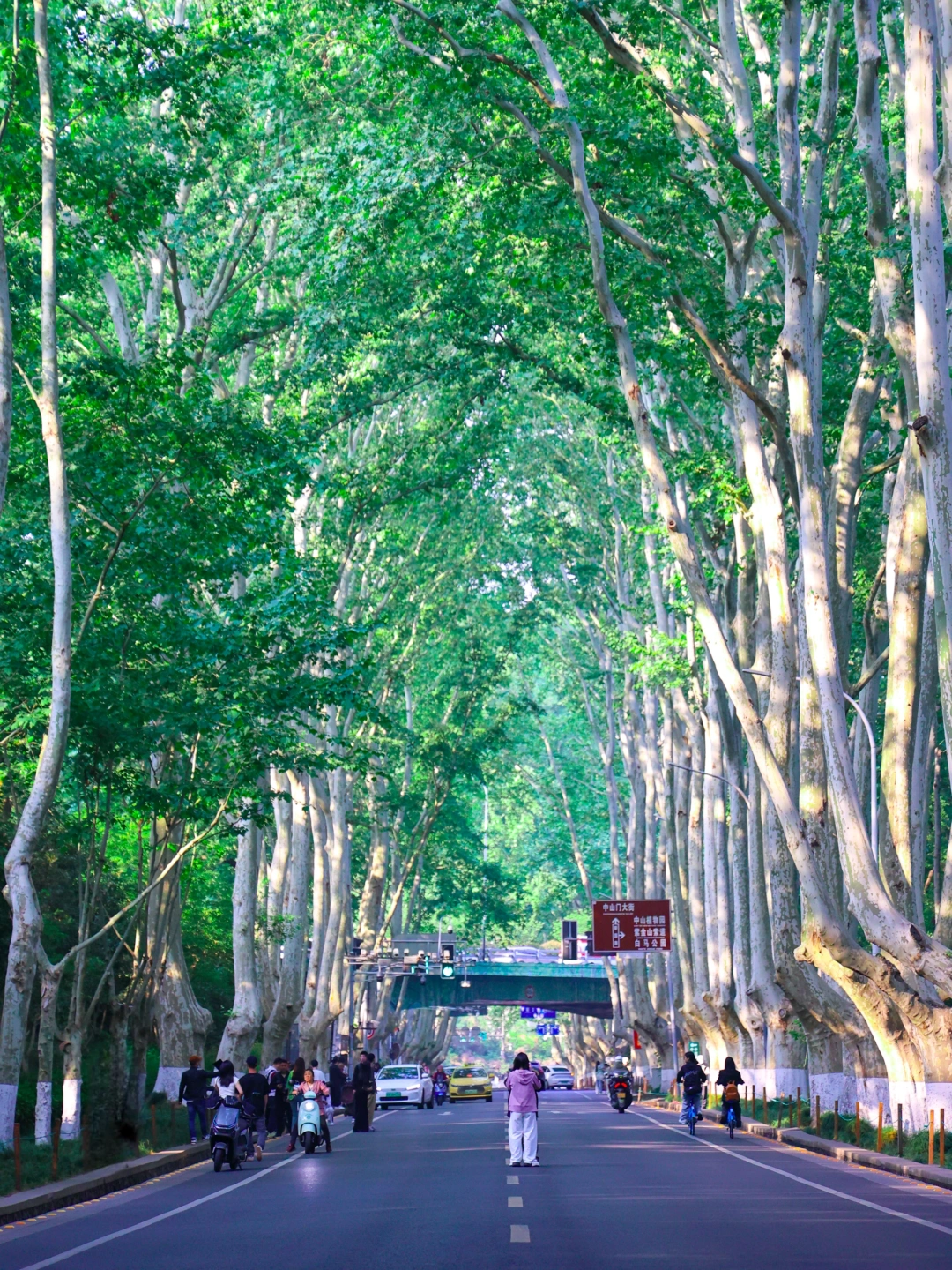 梧桐大道➕音乐台懒人攻略2.0！好玩不费腿