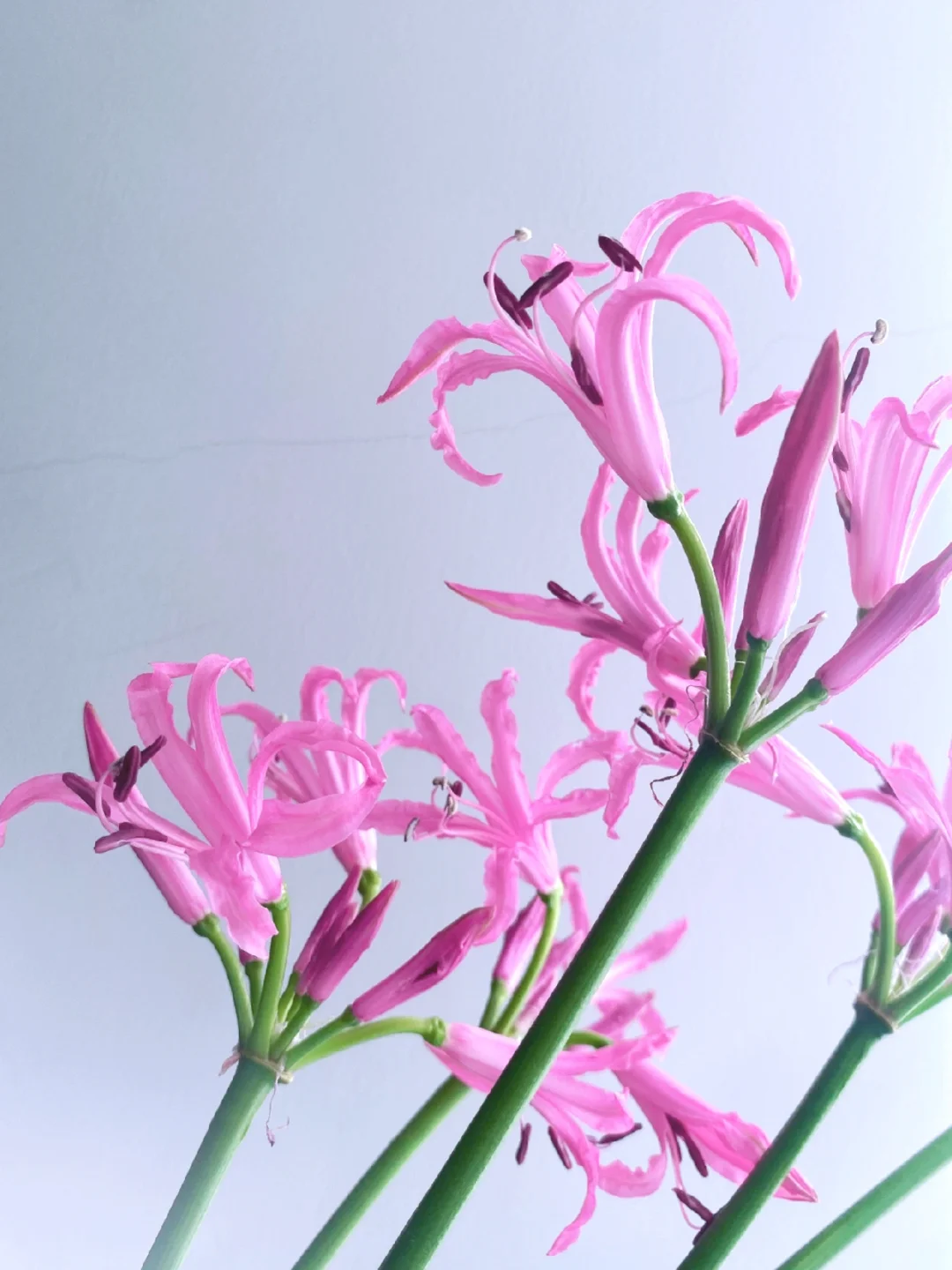 带你每天认识一种花材190｜荷兰石蒜