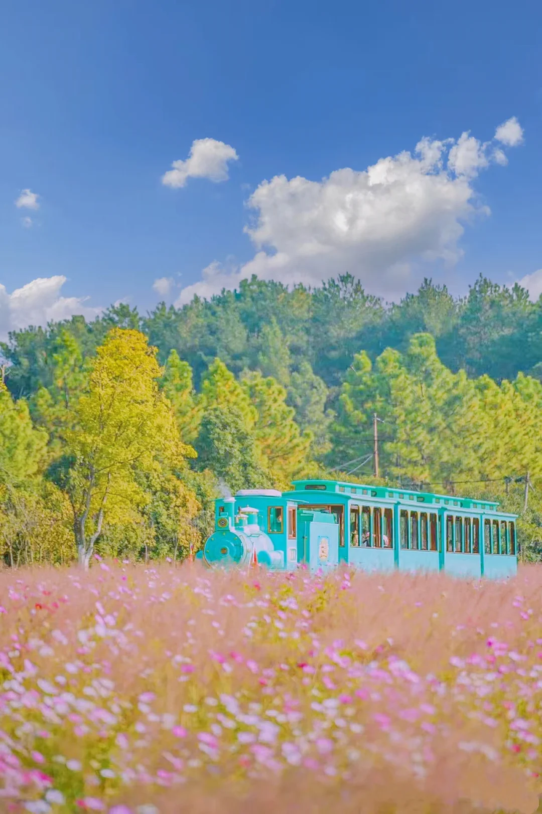武汉赏粉黛花海，这6个地方记得收藏好啦‼️