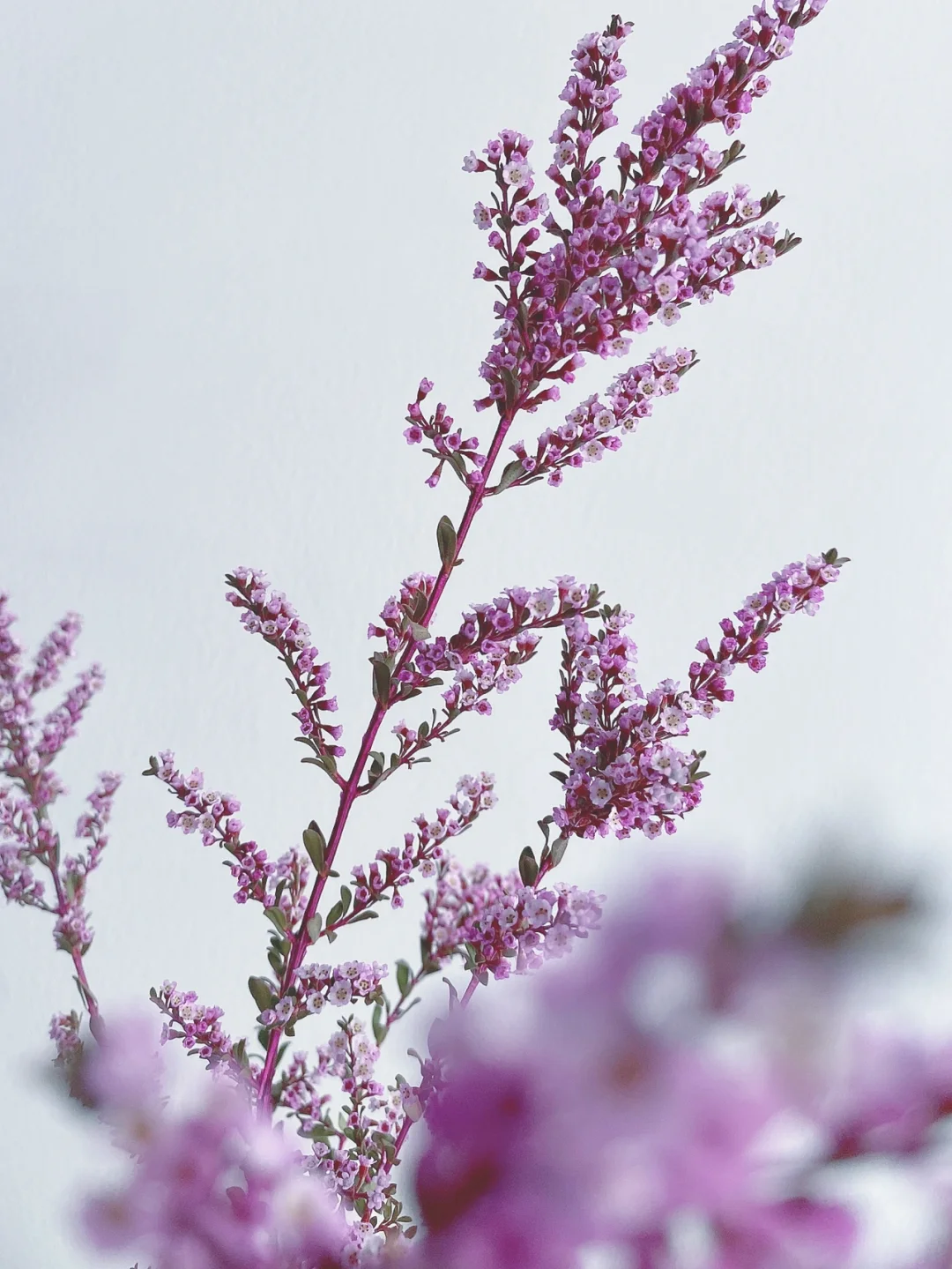 带你每天认识一种花材153｜澳洲雪梅